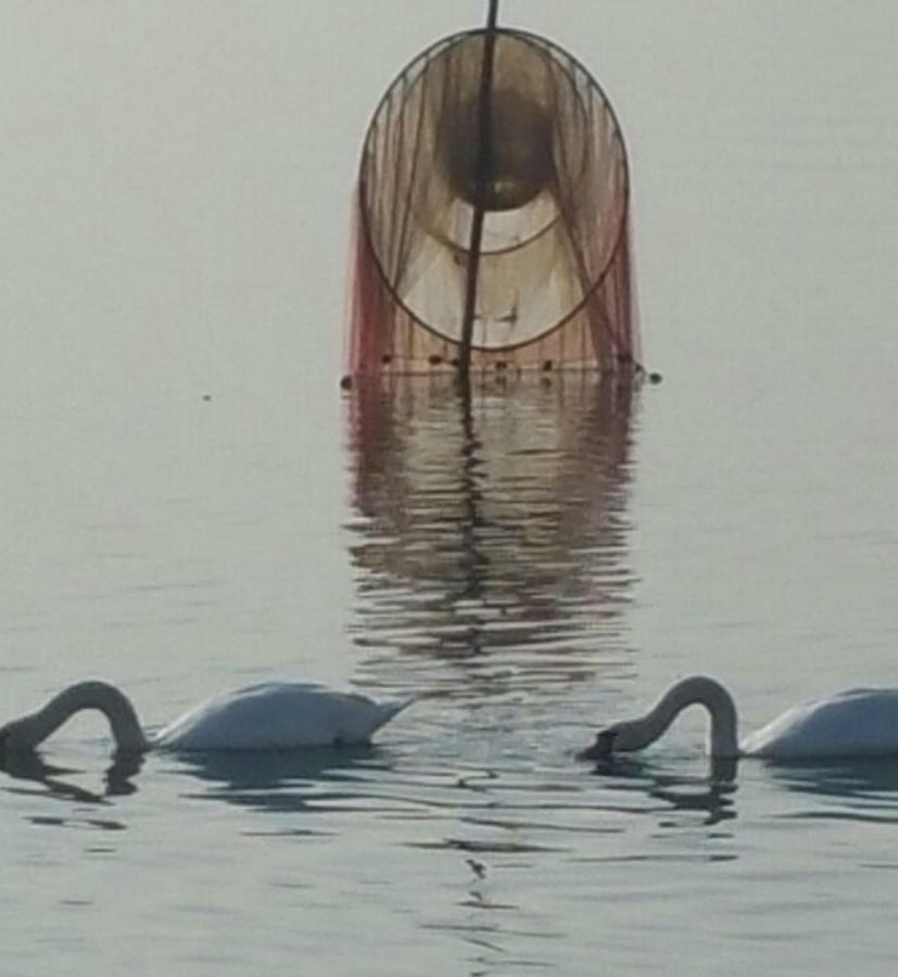 I Tulipani Di Anna Daire Castiglione del Lago Dış mekan fotoğraf
